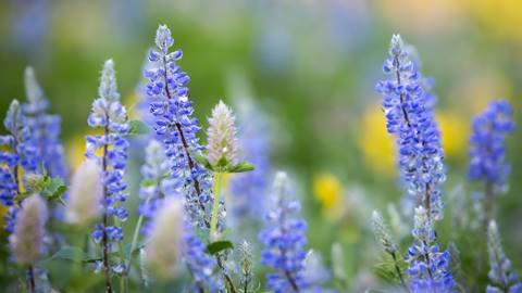 Wildflowers at Solitude in the summer